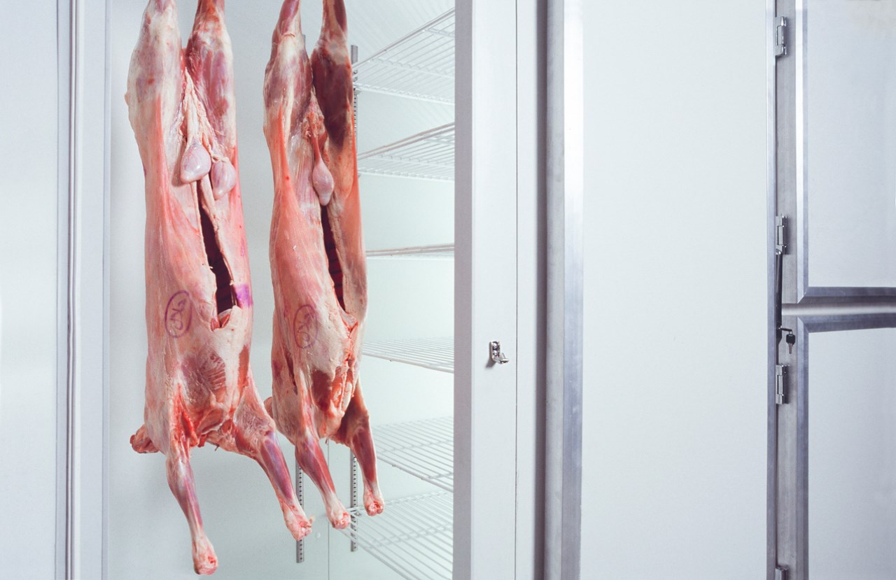 lamb carcasses in cold storage