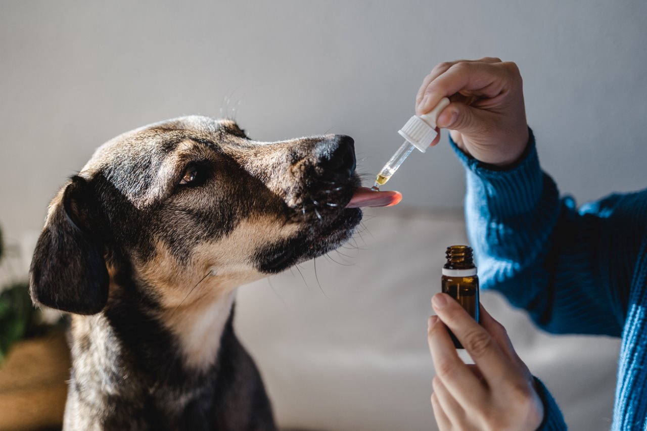 Pet dog taking a medicine from a dropper