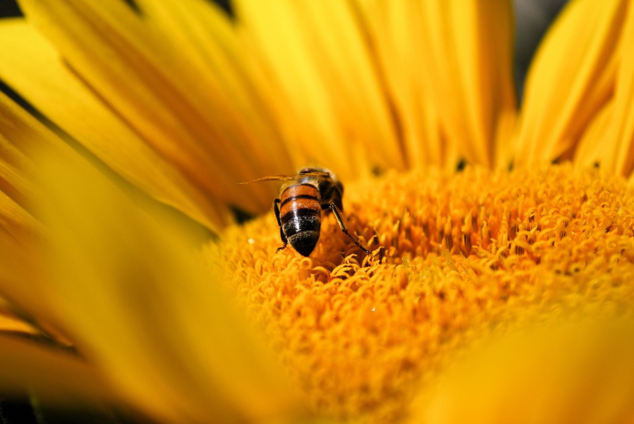 Bee pollinating sunflower